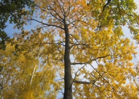 Herbstimpressionen-IMG_0061-1