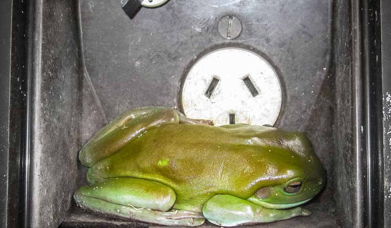 Frosch im Stromkasten