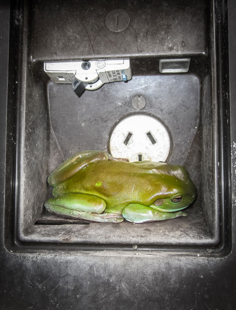 Frosch im Stromkasten